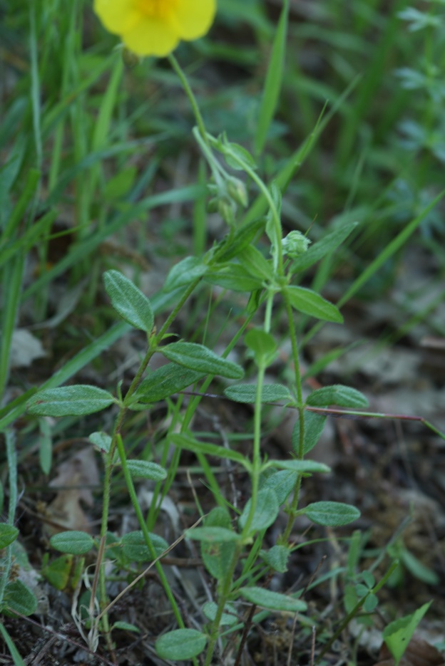 Helianthemum nummularium